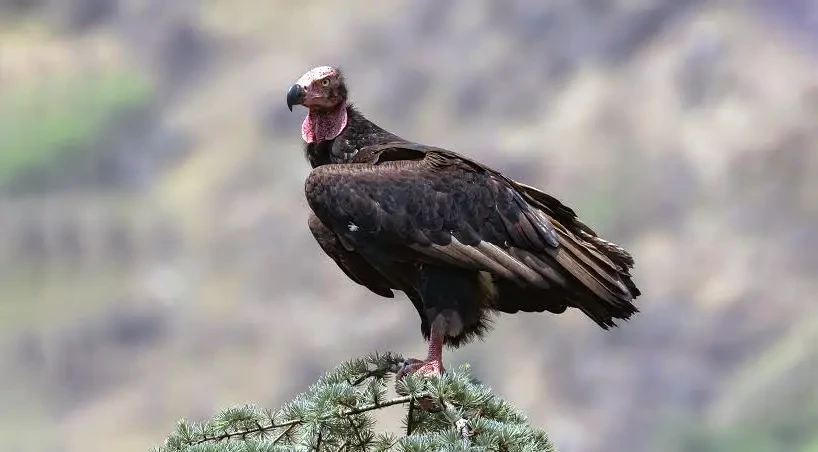 Critically Endangered Red-Headed Vulture Sighted in Uttarakhand's Munsiyari