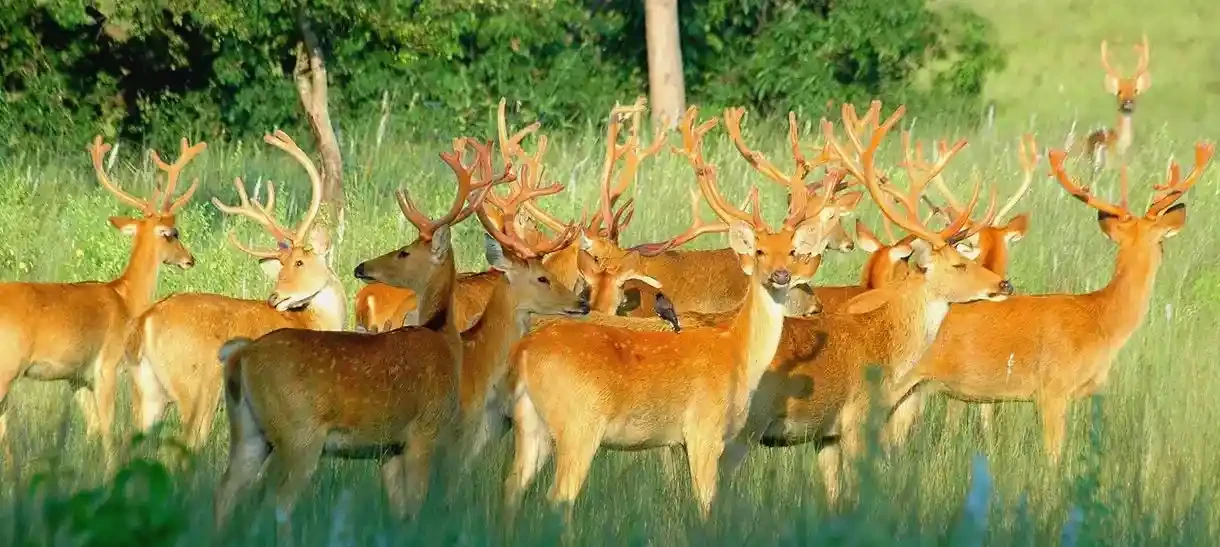 Barasingha Population in Madhya Pradesh's Satpura Tiger Reserve Crosses 300