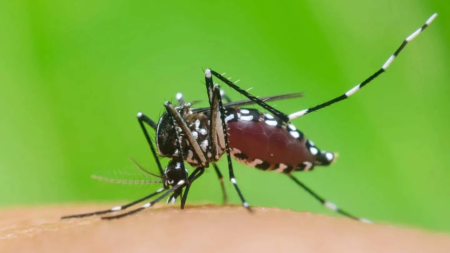 Tiger Mosquitoes in Europe: Germany's First Local Sindbis Case and the Spread of Tropical Diseases