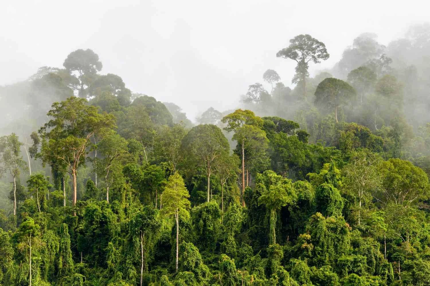 Tropical Rainforests Explained: Layers, Importance and the Latest Deforestation Data for 2026