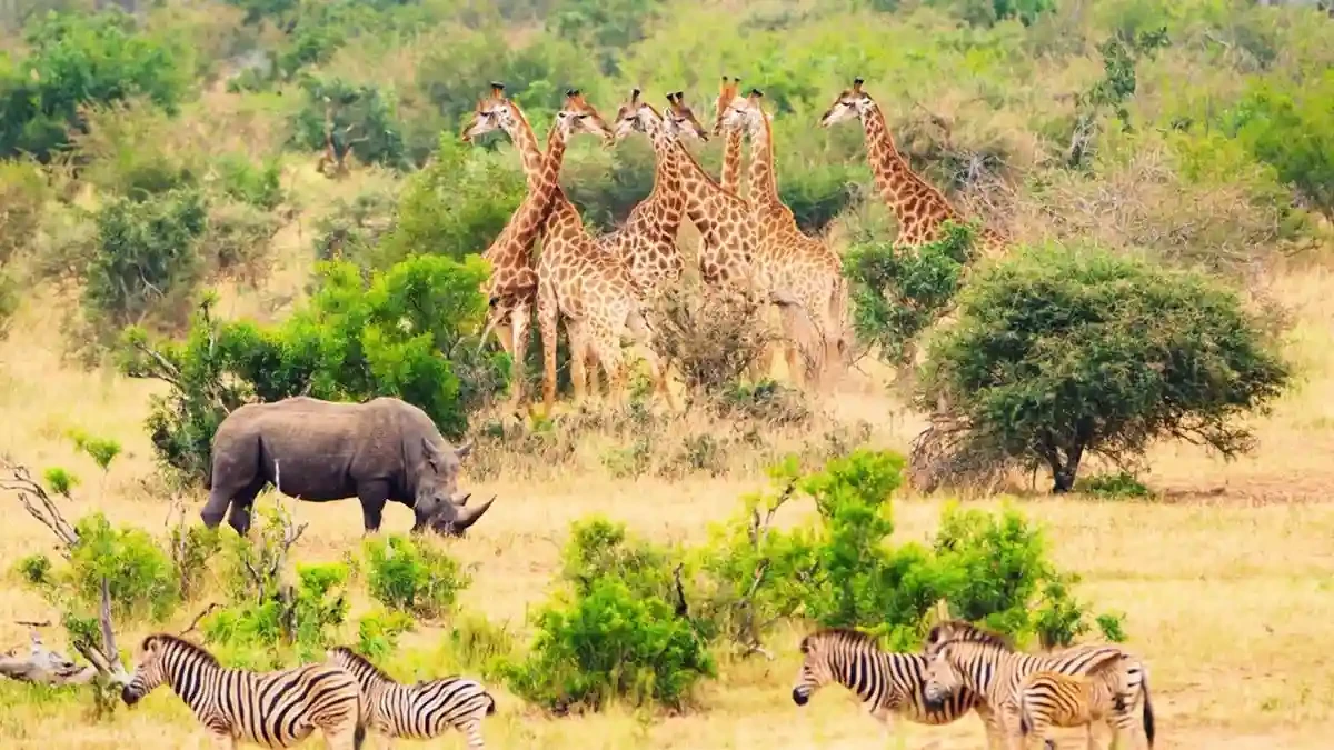 Living Planet Report 2026: Wildlife Populations Have Fallen 73% Since 1970, Says WWF